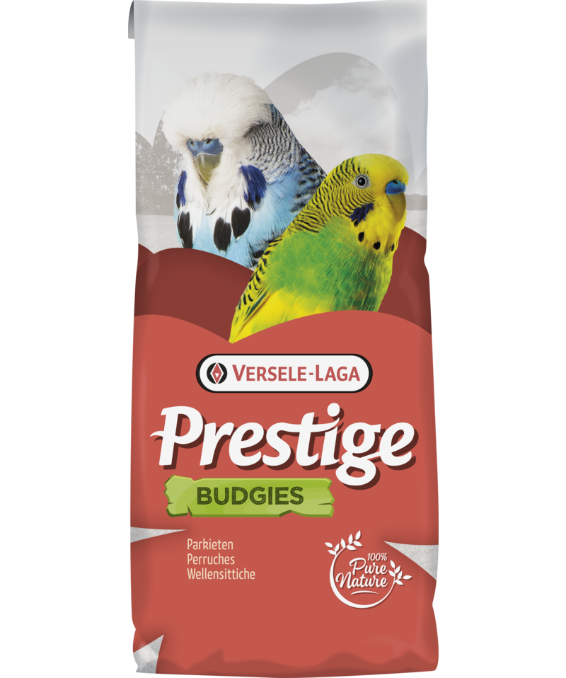 VL Budgie Jo Mannes Euro-Champ Prestige