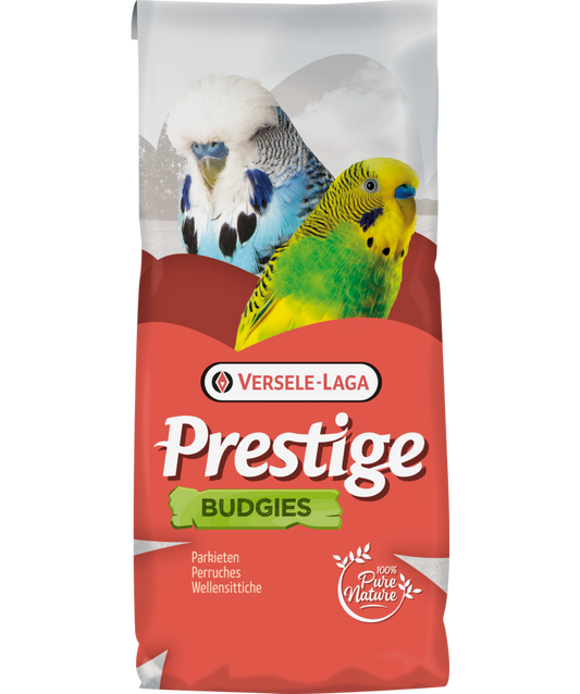 VL Budgie Jo Mannes Euro-Champ Prestige