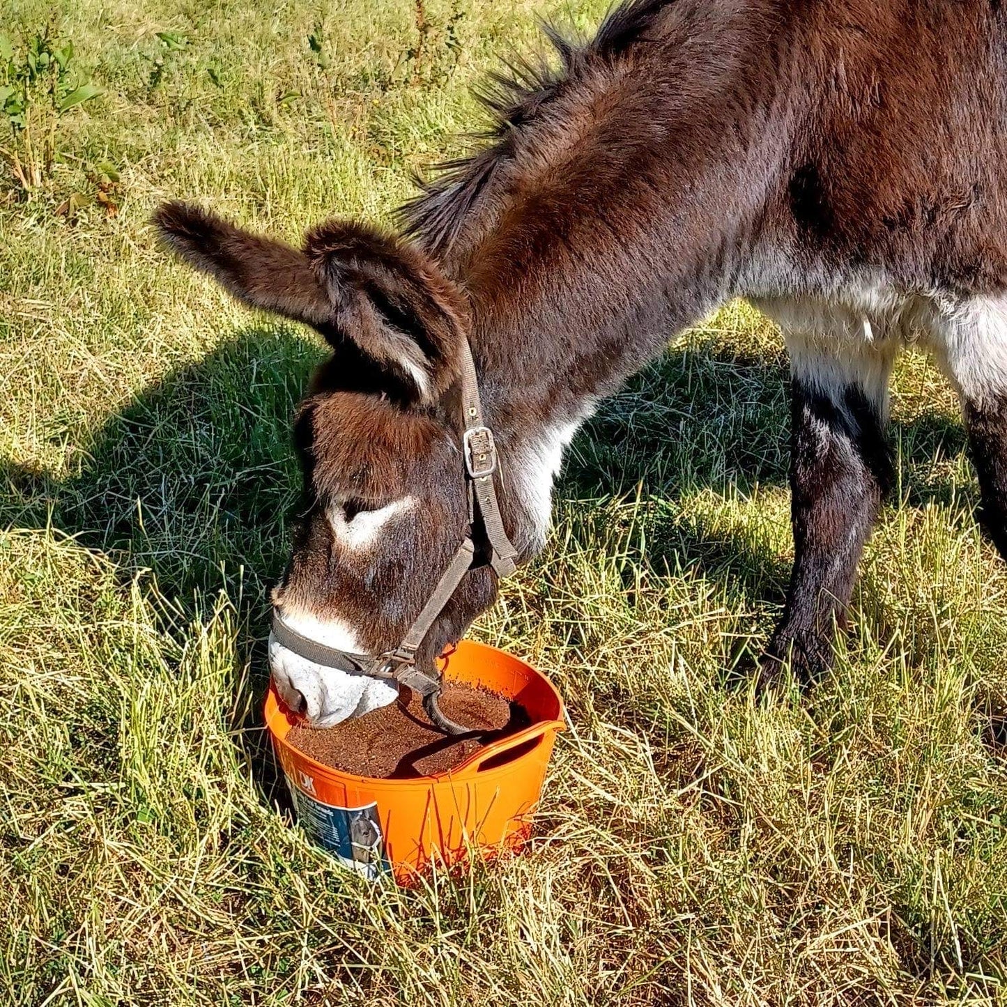 DK Equine Flexi Tub Turmeric