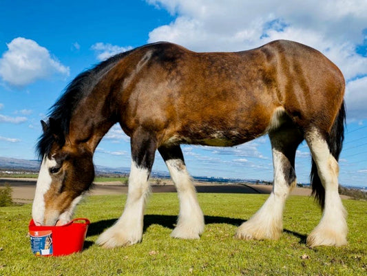 DK Equine Flexi Tub For Digestion