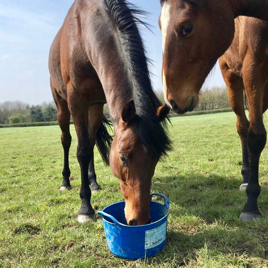 DK Equine Flexi Tub with Herbs